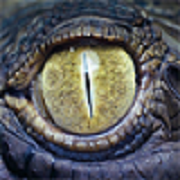 Alligator
