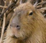 Capybara