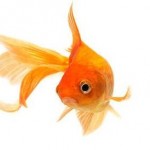 Jamakros.Goldfish