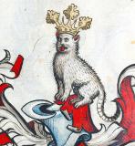 Sciurus