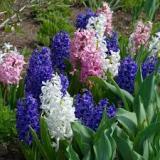 _hyacinth